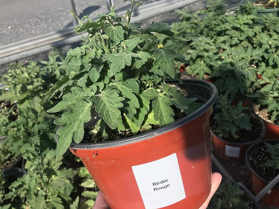 とまと様 Amazon.com : Bonsai Red Micro Dwarf Japanese Tomato Premium